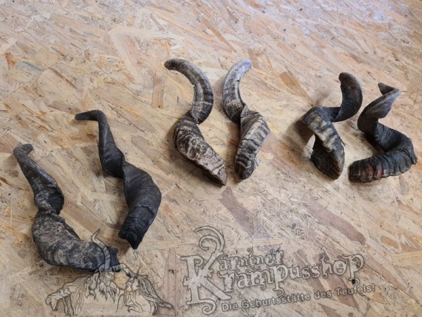 Heimische Widder NATUR Gerade gewachsen