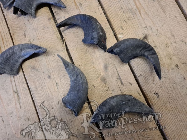 Heimische Widder Dunkel bis 20cm