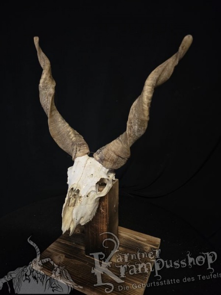 Zackelschaf Trophäe