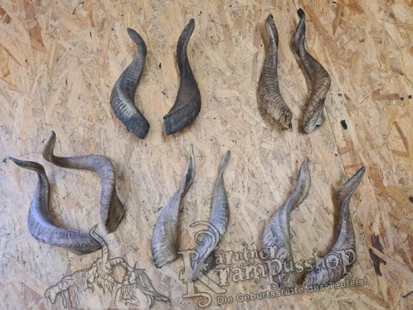 Afrikanische Widder mittlere Grösse