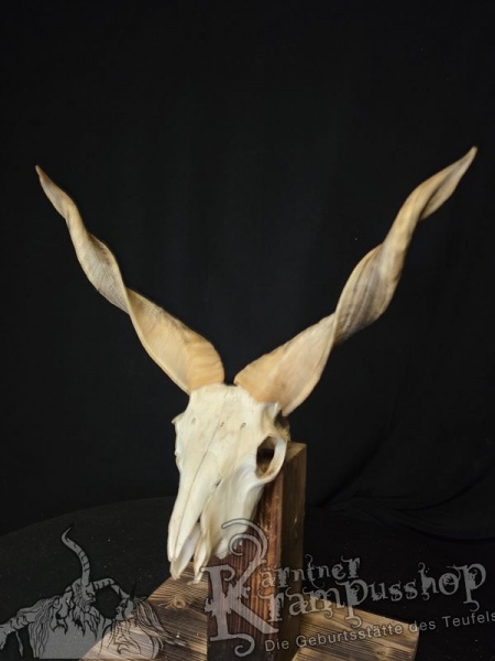 Zackelschaf Trophäe
