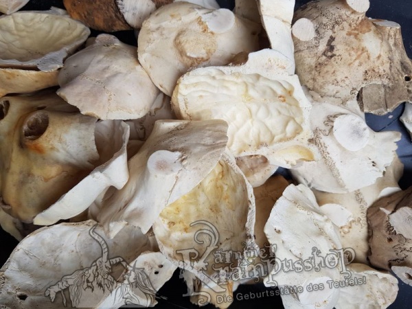 Schädelknochen Schädelkappen Naturfarbe