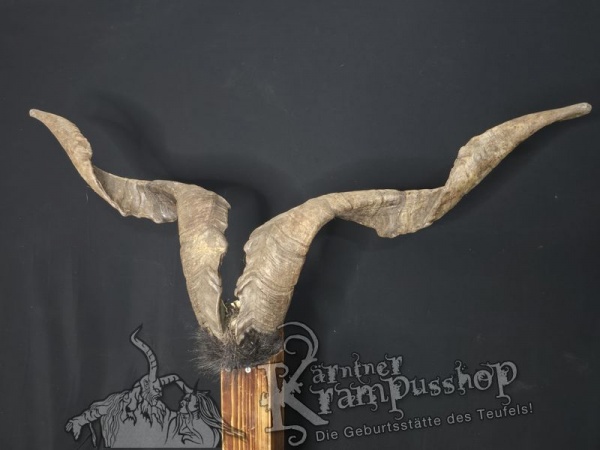 Ziegenbock mit Schädel aus der Region Apulien