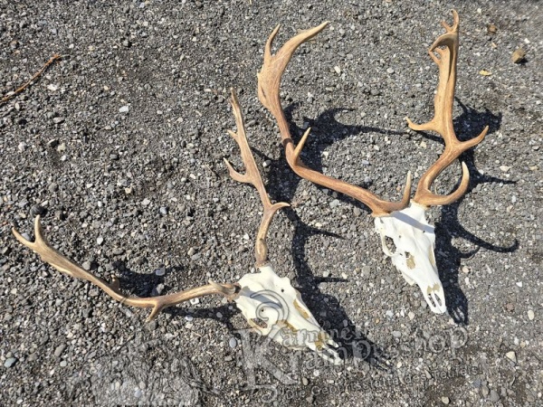 Dammhirsch Trophäe