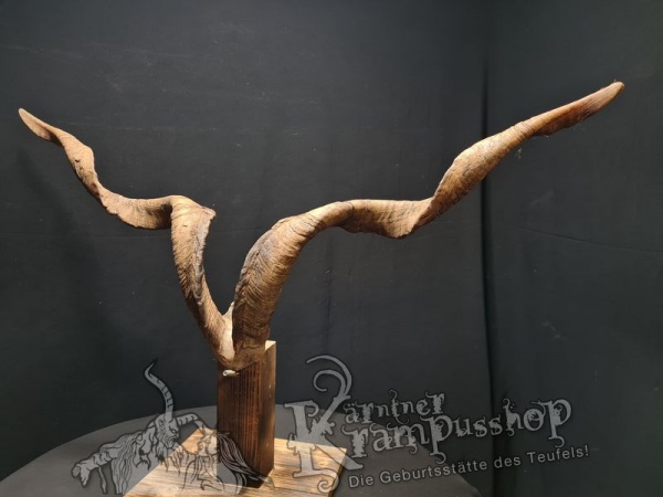 Ziegenbock mit Schädel aus der Region Apulien