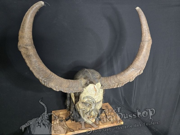 Ziegenbockhörner Aosta