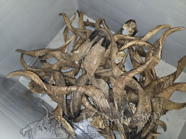 ANGEBOT Bockhörner mit Schädel Gemischt