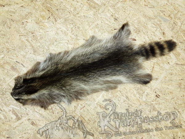 Waschbär Fell Natur