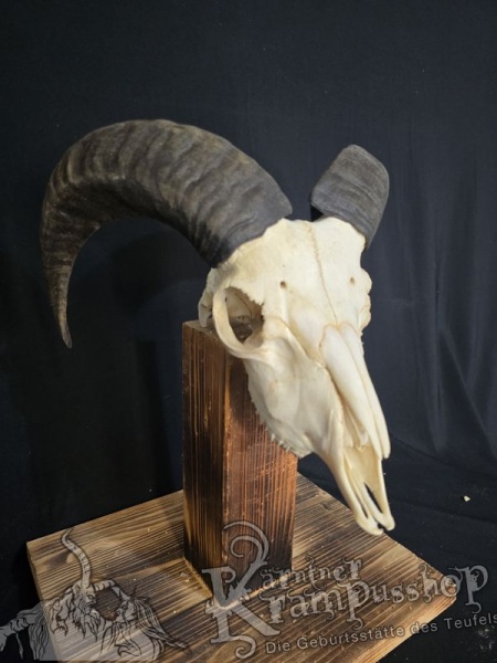 Haidschnucken Schädel