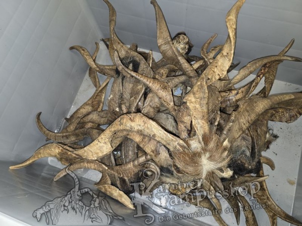 ANGEBOT Bockhörner mit Schädel Gemischt