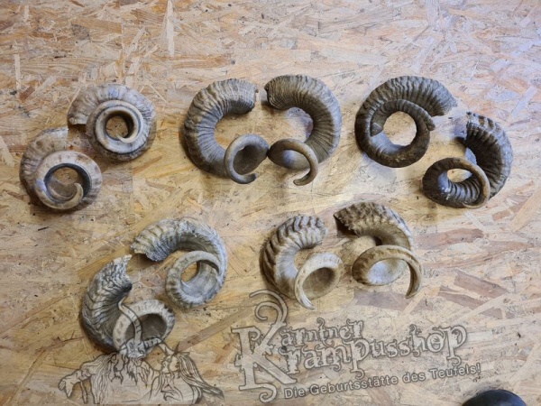 Heimische Widder NATUR Eingedreht Gewachsen