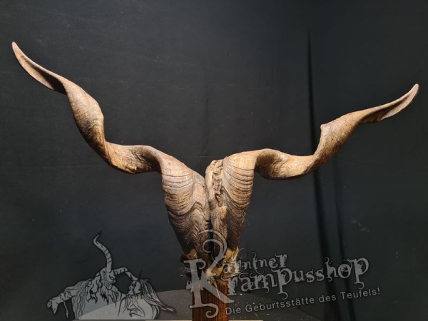 Ziegenbock mit Schädel aus der Region Apulien