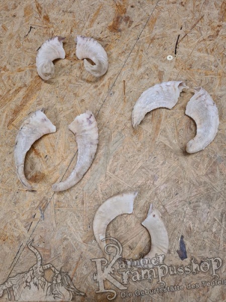 Heimische Widder Hell bis 20cm