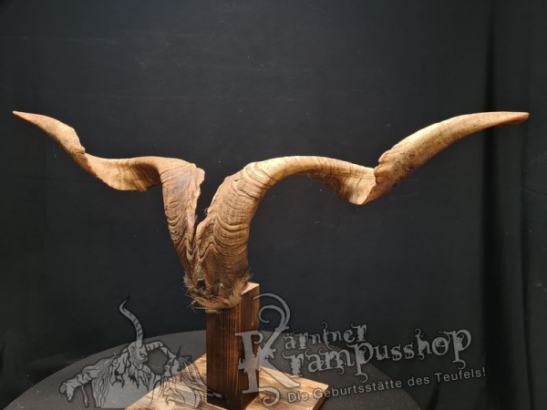 Ziegenbock mit Schädel aus der Region Apulien