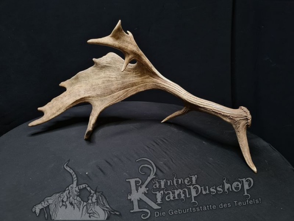 Einzelne Damhirschschaufel Gross