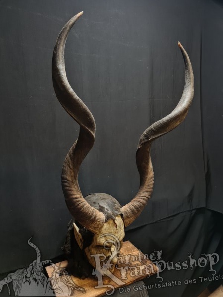 Kuduhörner Einzelstück
