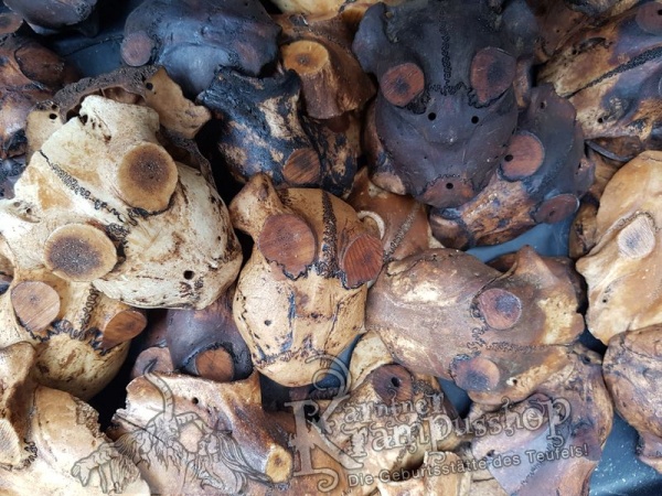 Schädelknochen Schädelkappen Antik