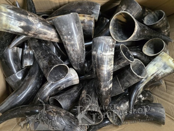 Polierte Kuhhörner Trinkhörner