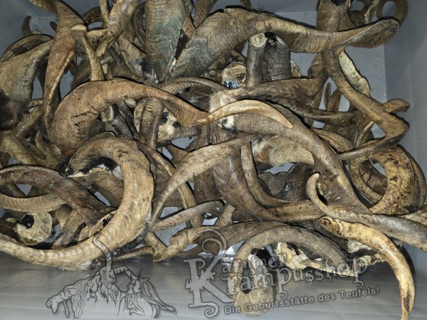 ANGEBOT Bockhörner mit Schädel Gemischt