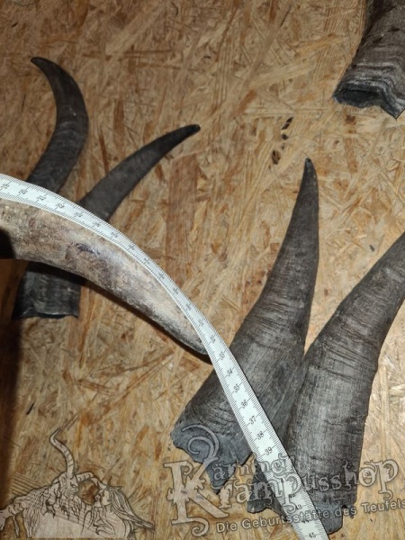 Bock Dunkel Kategorie D