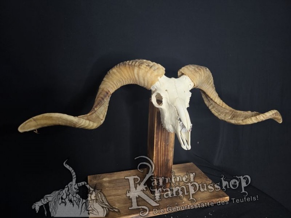 Hochland Widderhörner