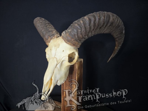 Mufflontrophäe