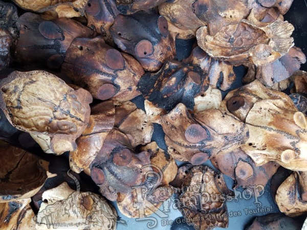 Schädelknochen Schädelkappen Antik