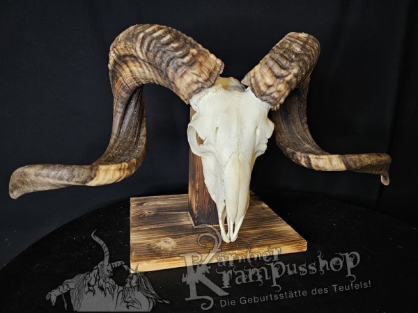 Hochland Widderhörner