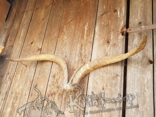 Schädel vom Ziegenbock