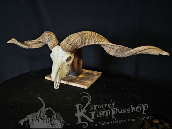 Hochland Widderhörner