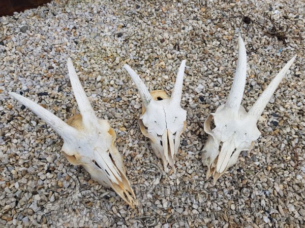 Ziegenbock Schädelknochen