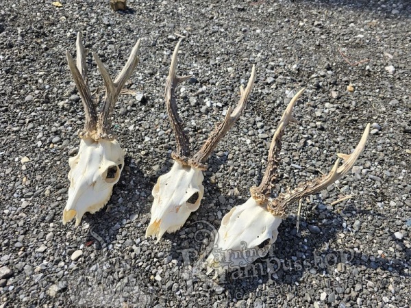 Reh Schädel mit Hörner Gross