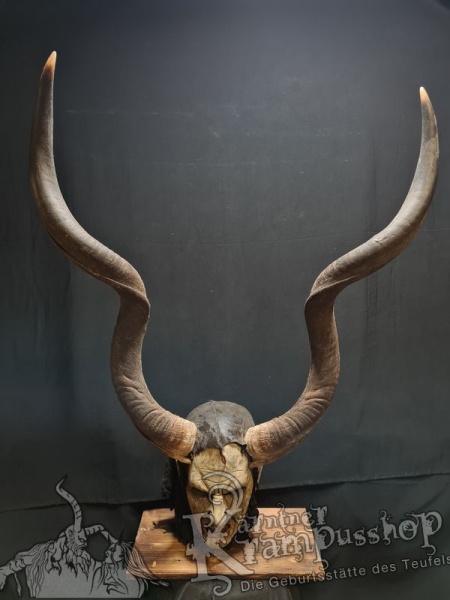 Kuduhörner Einzelstück
