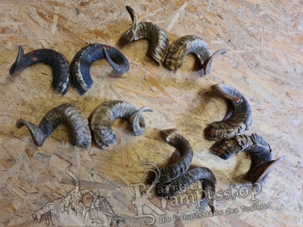 Heimische Widder NATUR Eingedreht Gewachsen