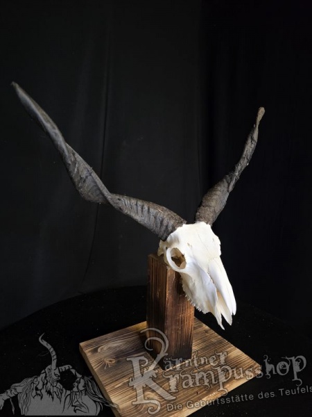 Zackelschaf Trophäe