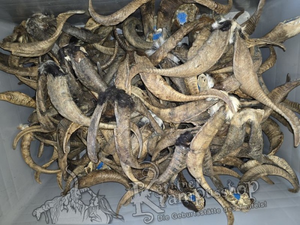 ANGEBOT Bockhörner mit Schädel Gemischt