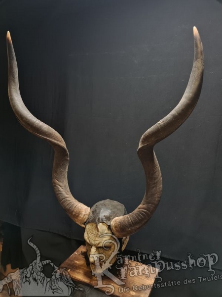 Kuduhörner Einzelstück
