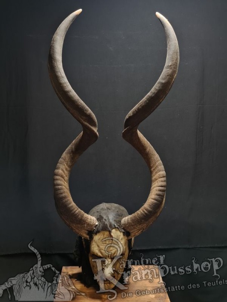 Kuduhörner Einzelstück