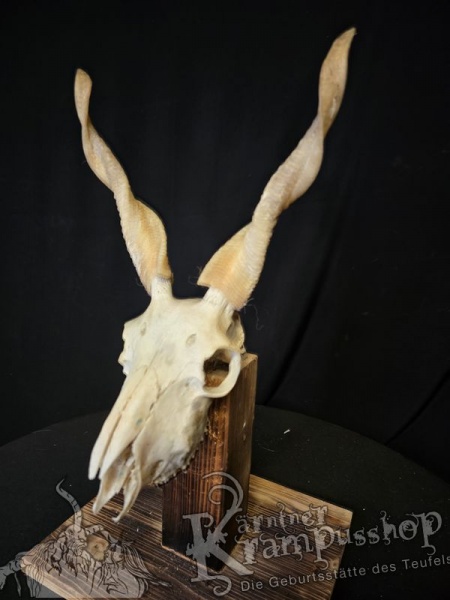 Zackelschaf Trophäe