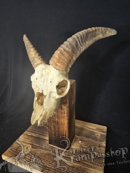 Mufflontrophäe
