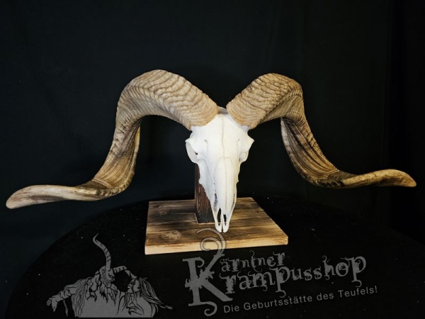 Hochland Widderhörner