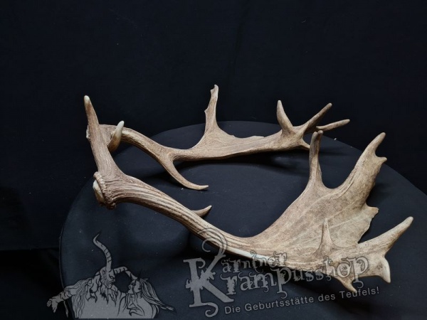 Ein Paar Damhirschschaufeln Gross