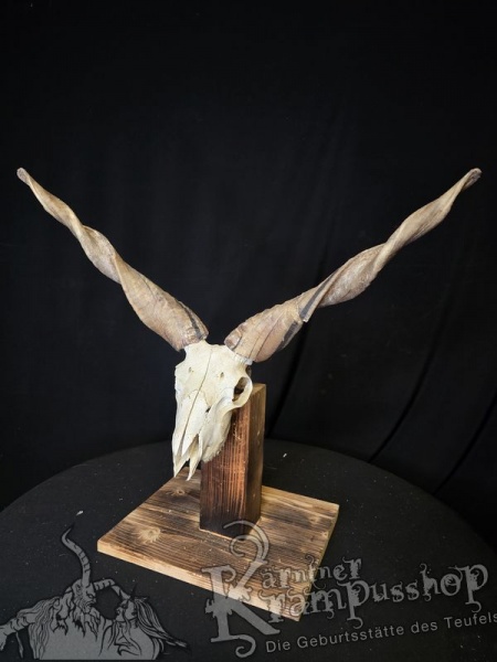 Zackelschaf Trophäe