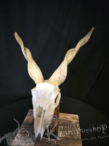 Zackelschaf Trophäe