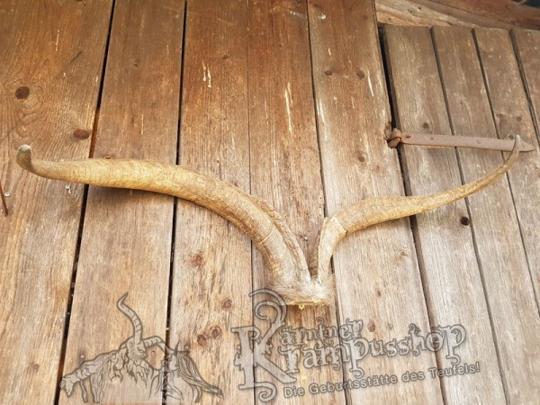 Schädel vom Ziegenbock