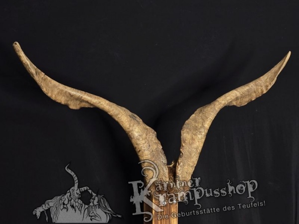 Ziegenbock mit Schädel aus der Region Apulien