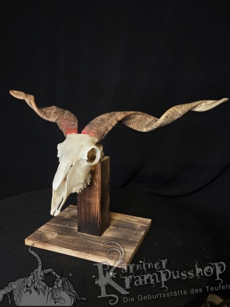 Zackelschaf Trophäe