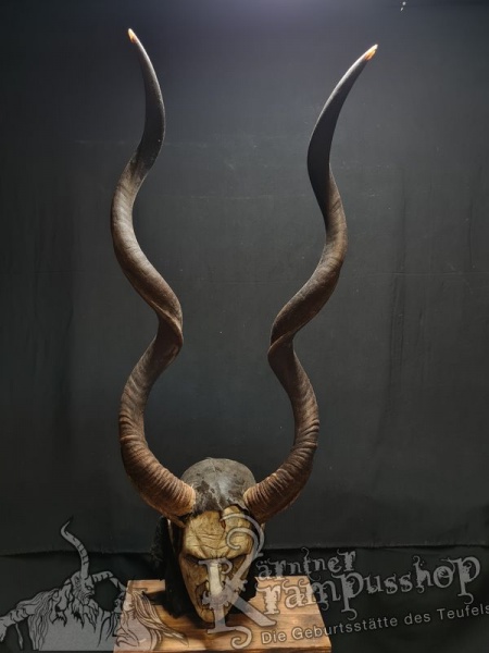Kuduhörner Einzelstück