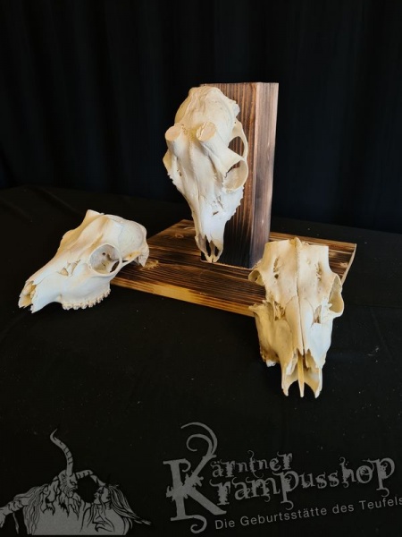 Reh Schädelknochen ohne Hörner