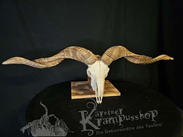 Hochland Widderhörner